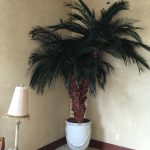 Indoor preserved palm, mall