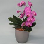 blooming plant rotation, orchid