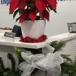 blooming plant rotation, poinsettia